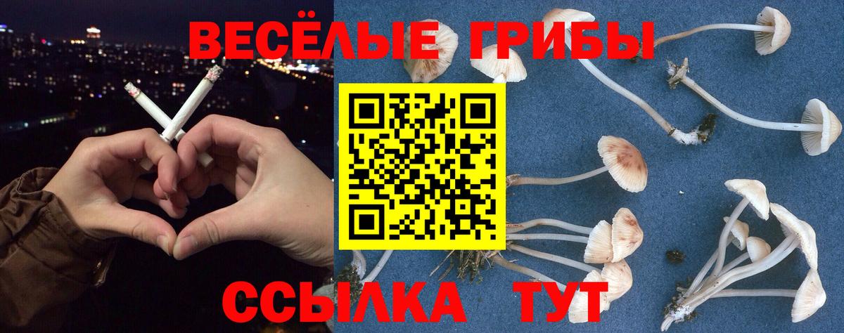 Белово  Галлюциногенные грибы Cubensis  Вход с VPN  Псилоцибиновые грибы GOLDEN TEACHER 